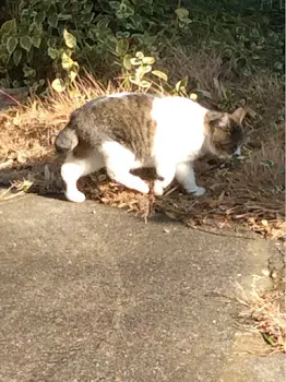 可愛いネコ