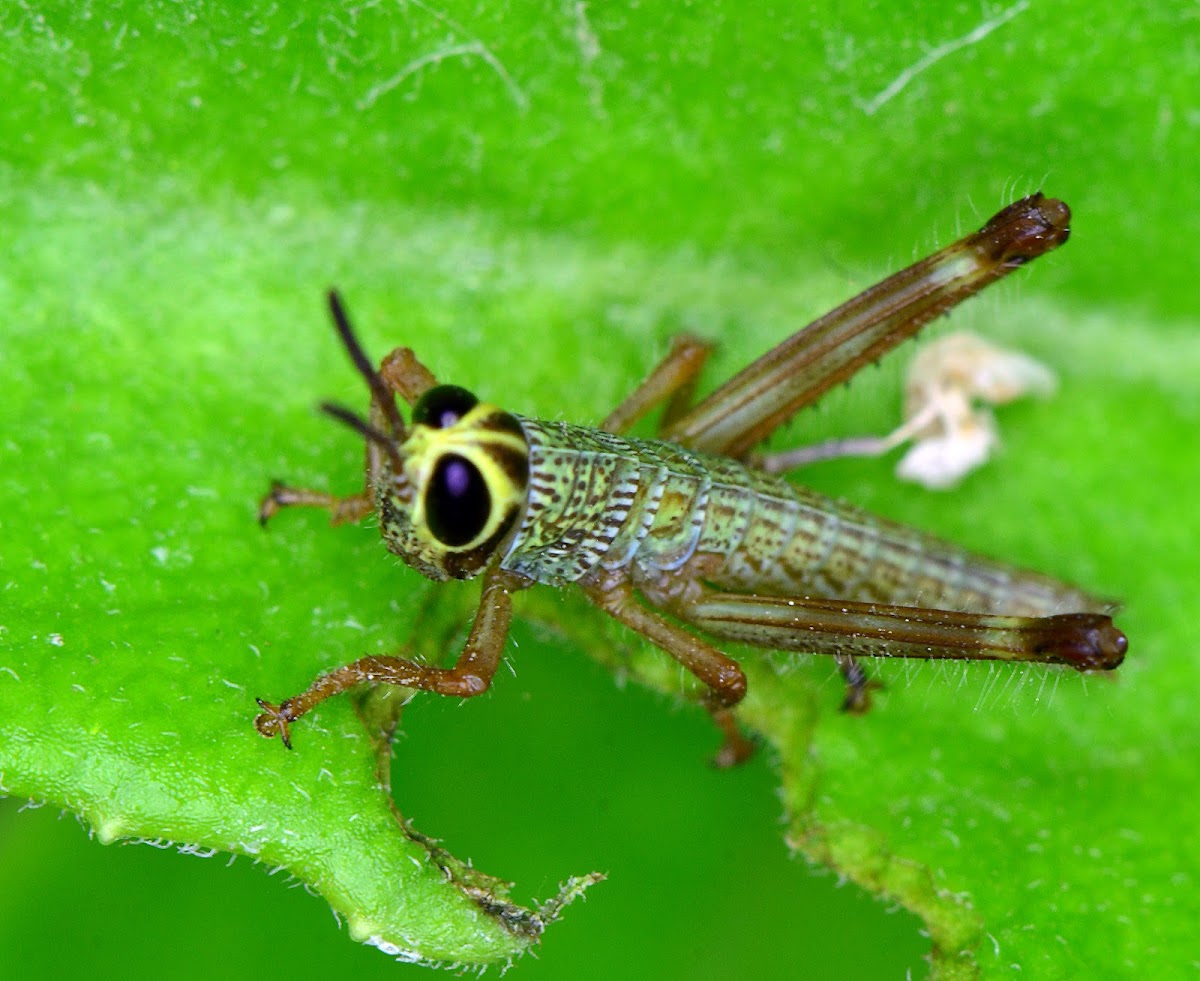 Grasshopper nymph