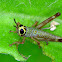 Grasshopper nymph