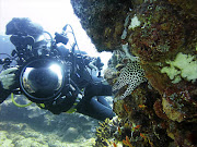 The richly diverse iSimangaliso Wetland Park’s marine protected area, where green sea turtles Mel and Grotto were released. Underwater
photographer Fiona Ayerst gets up close to a resident honeycomb eel.