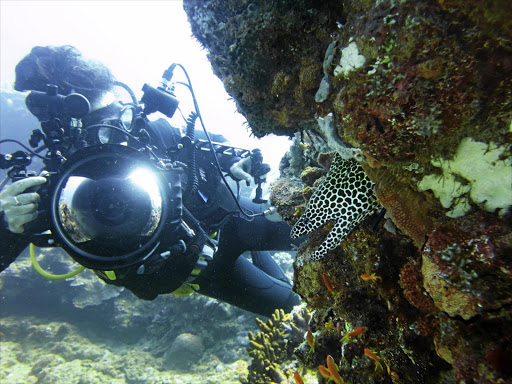 The richly diverse iSimangaliso Wetland Park’s marine protected area, where green sea turtles Mel and Grotto were released. Underwater photographer Fiona Ayerst gets up close to a resident honeycomb eel.