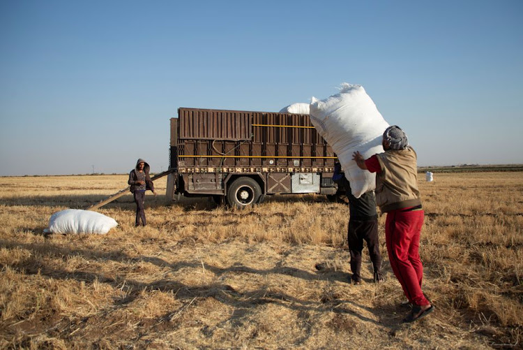 Workers carry sacks of hay to load it into a truck at a field in Qamishli countryside, in northeastern Syria, June 30 2022. Picture: ORHAN QEREMAN/REUTERS