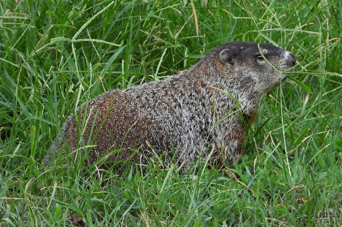 Groundhog