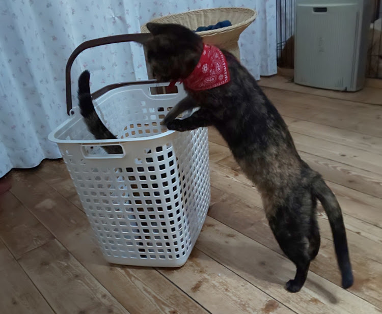 ジャガーの愛猫紹介・洗濯カゴ猫と覗く猫に関するカスタム事例の投稿画像1枚目