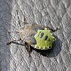 Green Shield Bug nymph