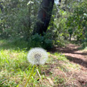 dandelion