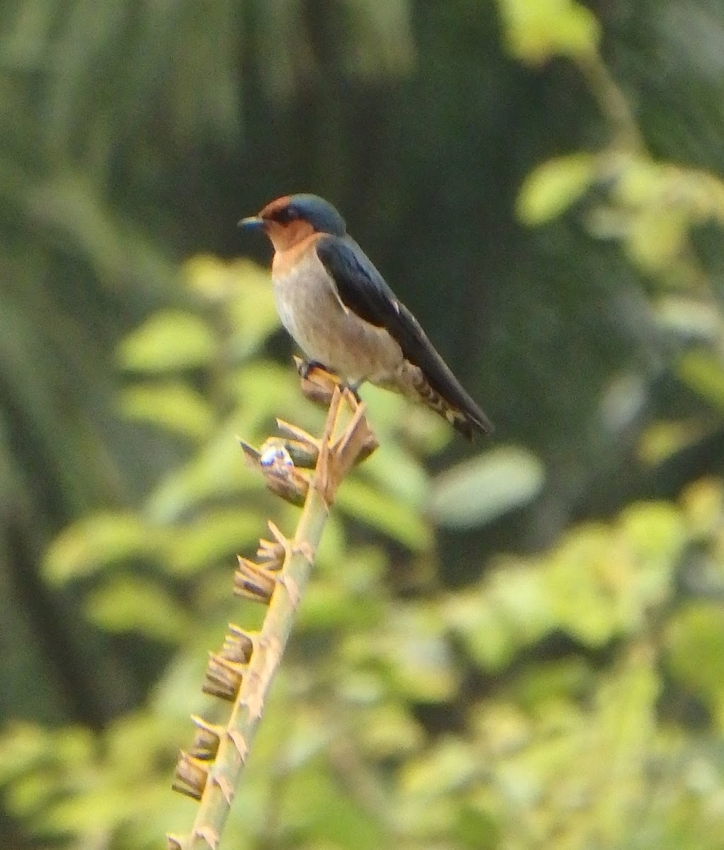 Pacific Swallow