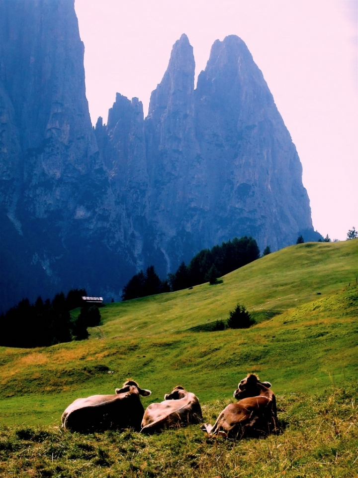 Relax quotidiano sull'Alpeggio di danielasmerieri