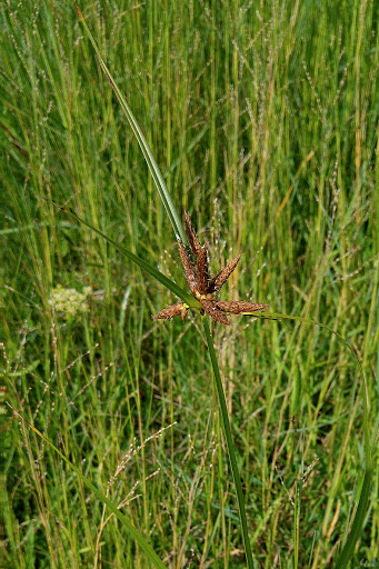 Bolboschoenus maritimus