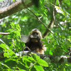 Tufted capuchin