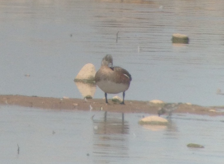 American Wigeon