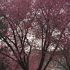 Eastern Redbud Tree