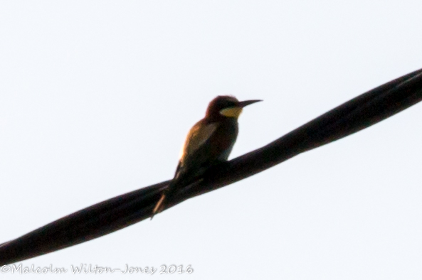 Bee-eater; Abejaruco