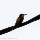 Bee-eater; Abejaruco