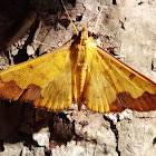 Crambid moth