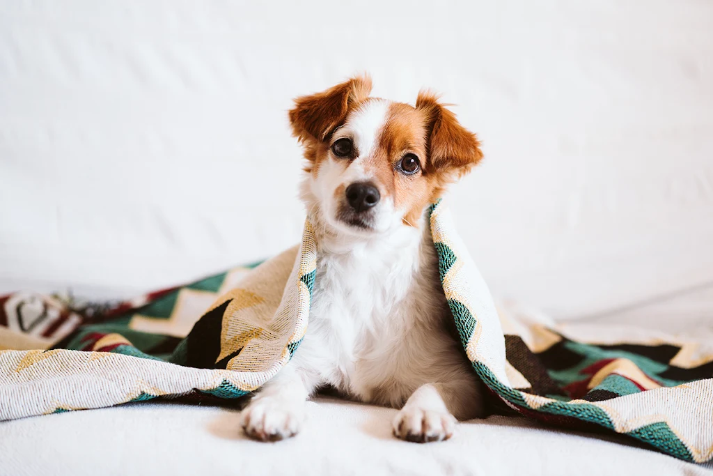 Dog under blue and white blanket