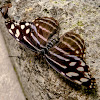 Blue-banded purplewing