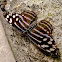 Blue-banded purplewing