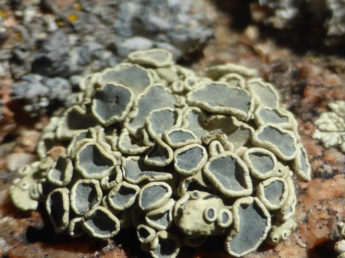 Rimmed Navel Lichen