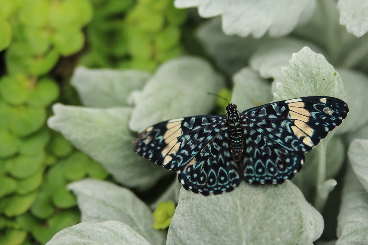 Cracker Butterfly