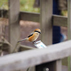 Bull-headed shrike