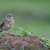 JERDONS BUSHLARK