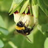 White tailed bumblebee