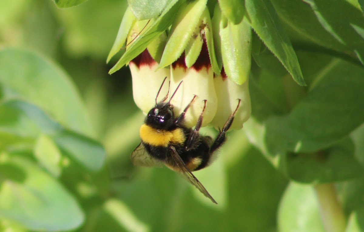 White tailed bumblebee