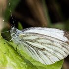 Green-veined White