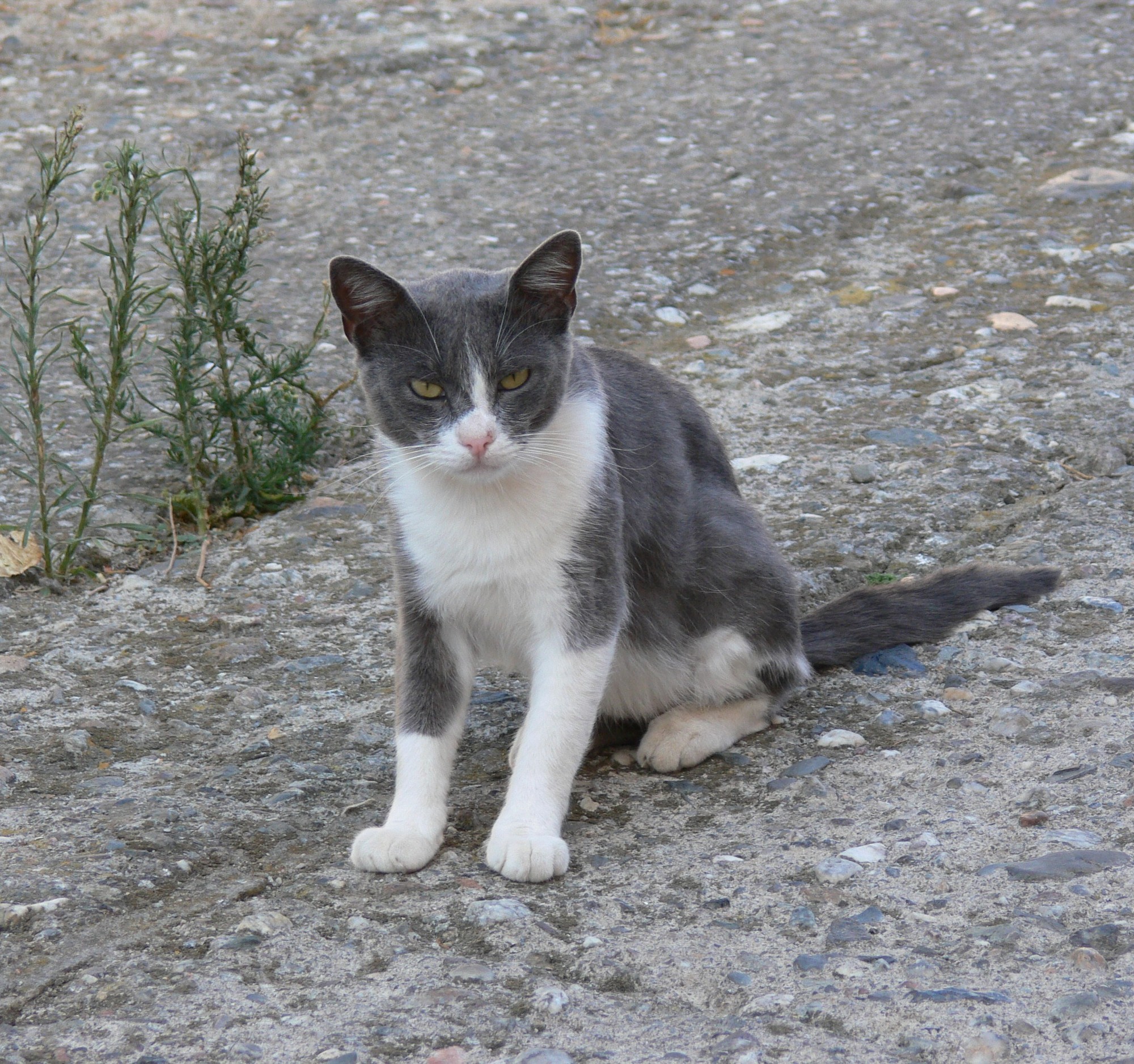 Gatto randaggio. di ersilia.congiu