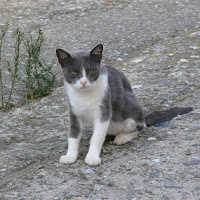 Gatto randaggio. di 