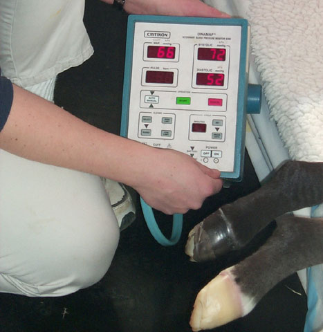 Indirect blood pressure monitoring of a foal with HIE. Tail cuffs are used most commonly in recumbent foals.