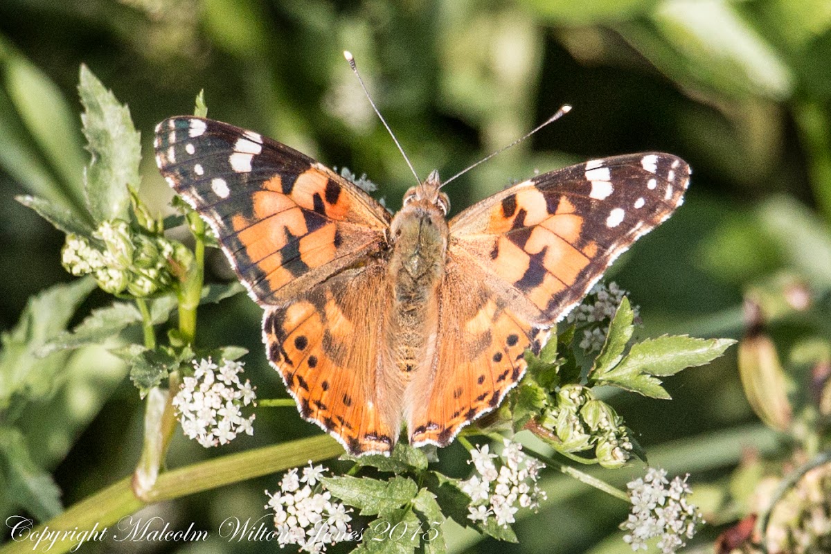 Painted Lady