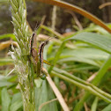 Gaudy grasshopper