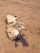 Five lions were found were poisoned, and some of them decapitated, in Limpopo on Wednesday.