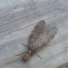 Eastern Dobsonfly