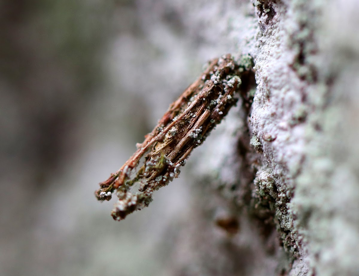 Bagworm Case