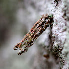 Bagworm Case