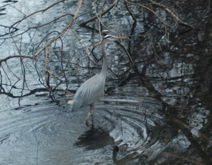 Blue Heron