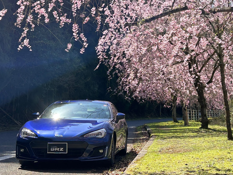 BRZのサクラと愛車・桜とコラボ・桜・ラピスブルーパール・目指せPickUpCarsに関するカスタム事例の投稿画像3枚目