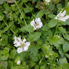 Climbing Prairie rose