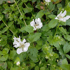 Climbing Prairie rose