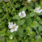 Climbing Prairie rose