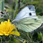 Green-veined White