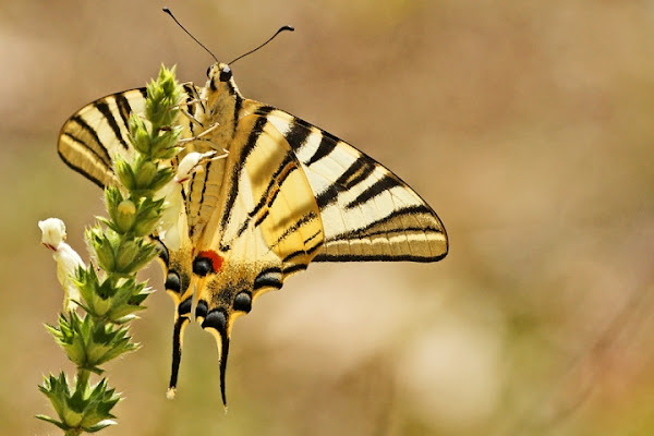 Iphiclides Podalirius di Yanez