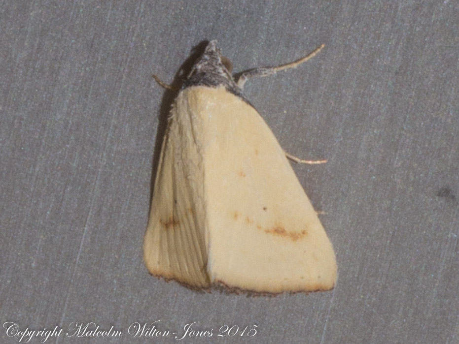 Erebidae Moth