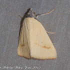 Erebidae Moth