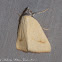 Erebidae Moth