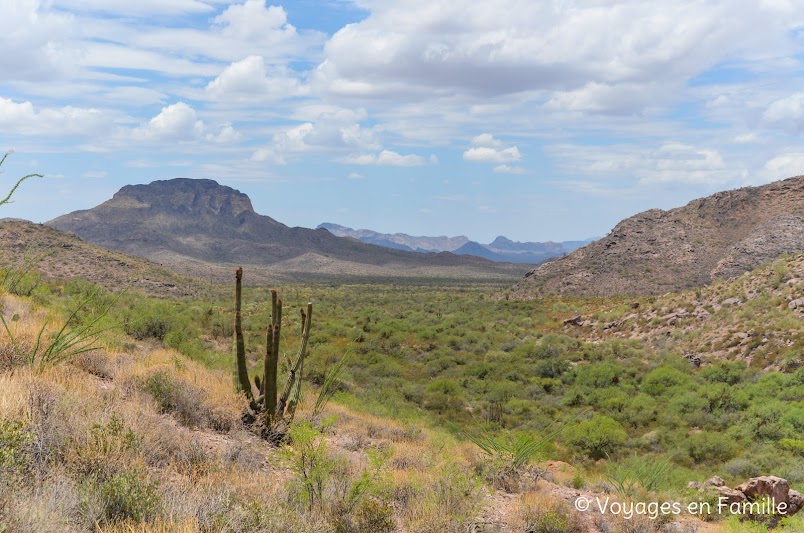 Arch trail, organ pipe cactus NM