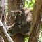 Koala (male)